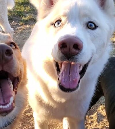 Plaza Park Bark Park - Visalia, CA