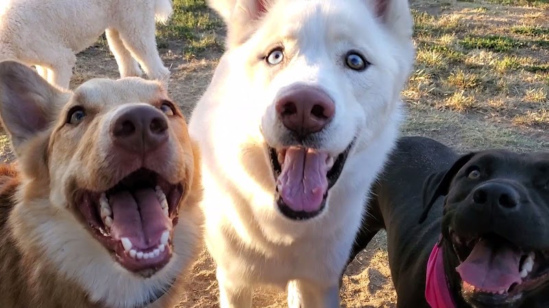 Plaza Park Bark Park - Visalia, CA