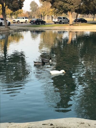 Plaza Park Bark Park - Visalia, CA