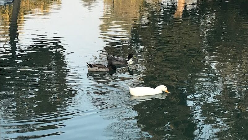 Plaza Park Bark Park - Visalia, CA
