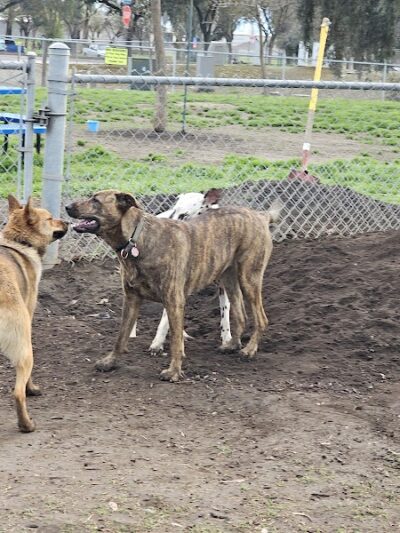 Cody Kelly Dog Bark Park - Visalia, CA