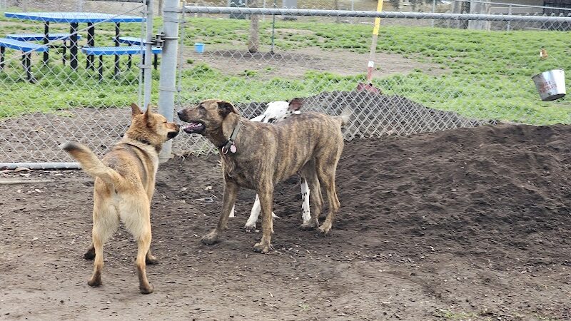 Cody Kelly Dog Bark Park - Visalia, CA
