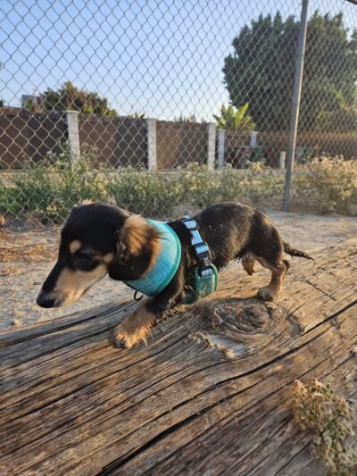 Cody Kelly Dog Bark Park - Visalia, CA