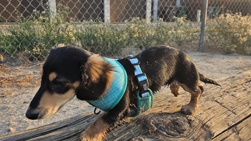 Cody Kelly Dog Bark Park - Visalia, CA