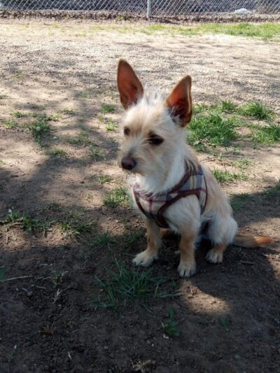 Cody Kelly Dog Bark Park - Visalia, CA