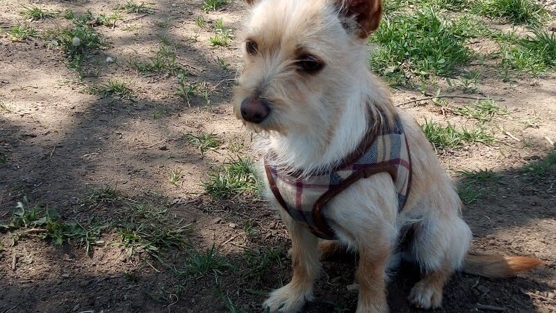 Cody Kelly Dog Bark Park - Visalia, CA