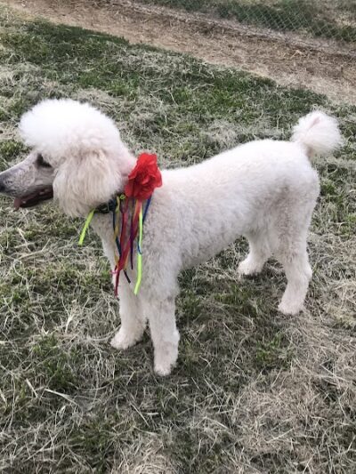 Cody Kelly Dog Bark Park - Visalia, CA