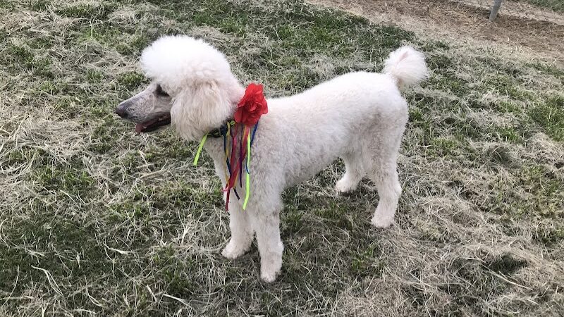 Cody Kelly Dog Bark Park - Visalia, CA