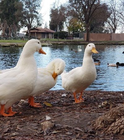 Cody Kelly Dog Bark Park - Visalia, CA