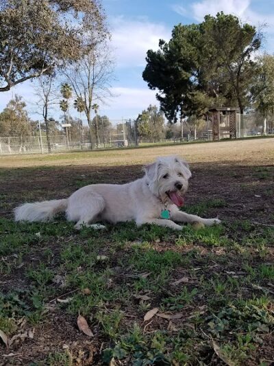 Cody Kelly Dog Bark Park - Visalia, CA