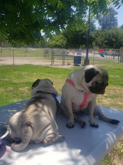 Cody Kelly Dog Bark Park - Visalia, CA