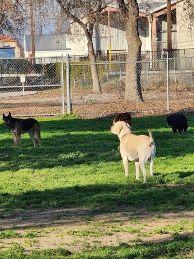 Seven Oaks Dog Park - Visalia, CA