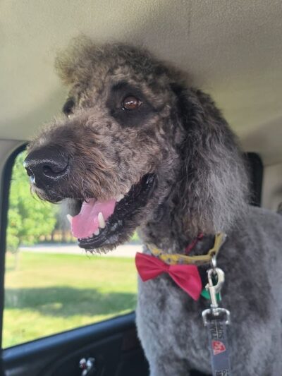 Wabash Dawg Park - Wabash, IN