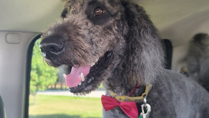 Wabash Dawg Park - Wabash, IN