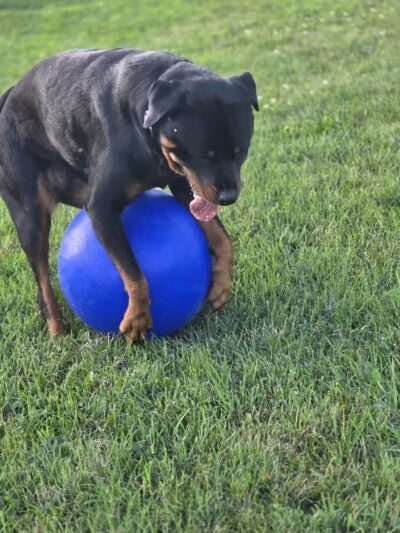 Wabash Dawg Park - Wabash, IN