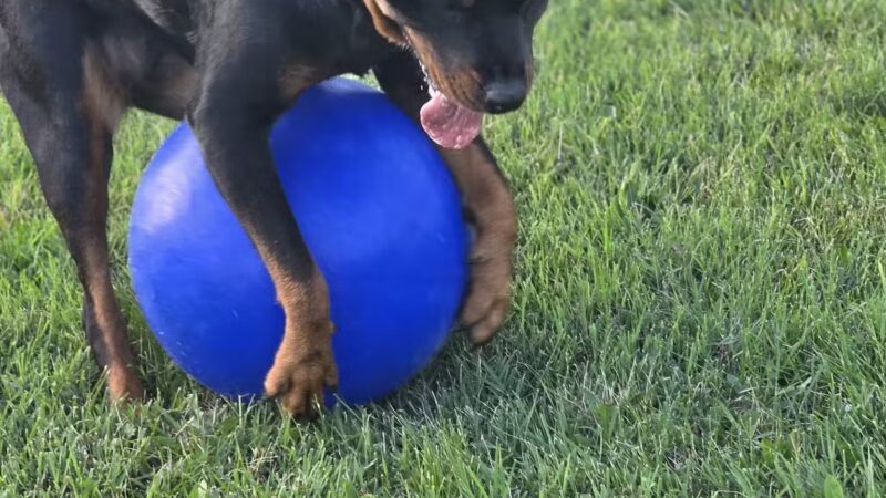 Wabash Dawg Park - Wabash, IN