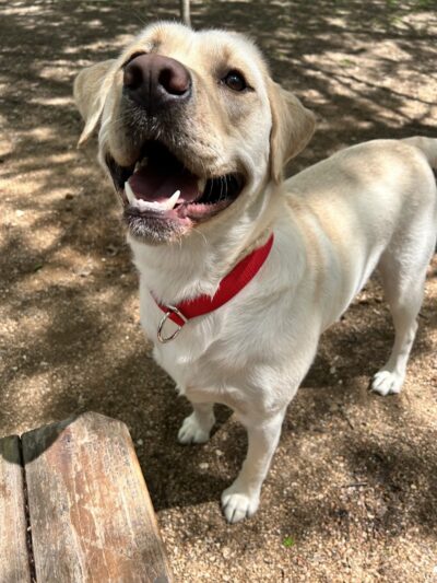 Holly Dog Park - Waco, TX