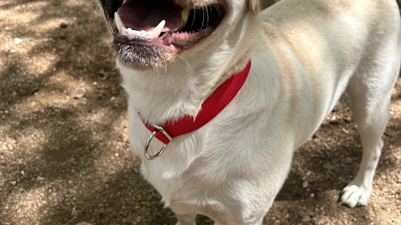 Holly Dog Park - Waco, TX