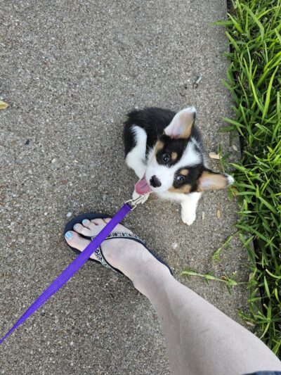 Holly Dog Park - Waco, TX