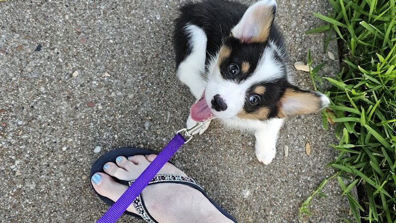 Holly Dog Park - Waco, TX