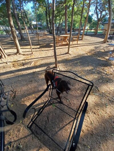 Holly Dog Park - Waco, TX