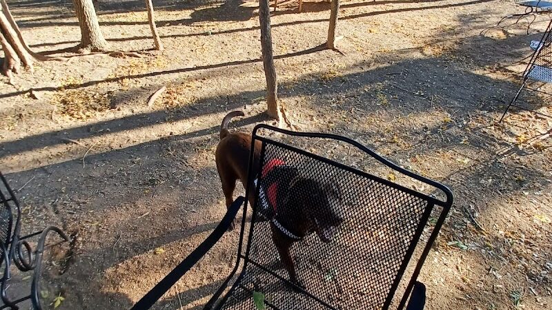 Holly Dog Park - Waco, TX