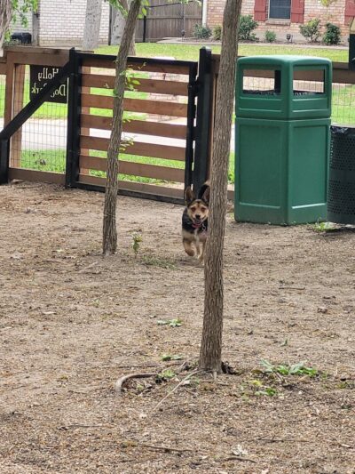 Holly Dog Park - Waco, TX