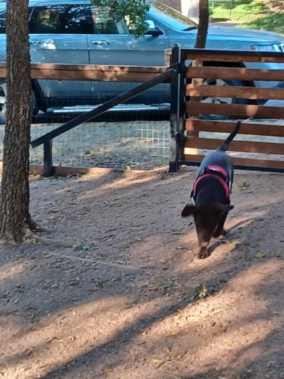 Holly Dog Park - Waco, TX