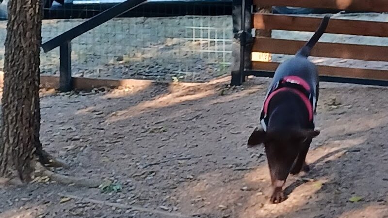 Holly Dog Park - Waco, TX