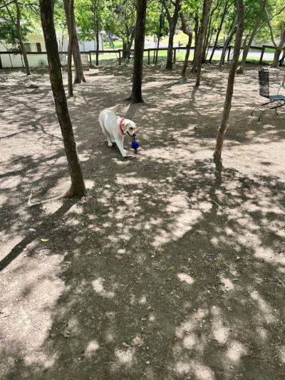 Holly Dog Park - Waco, TX