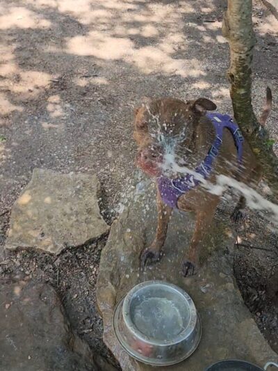 Holly Dog Park - Waco, TX