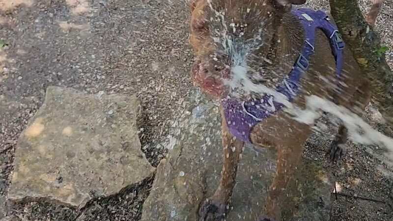 Holly Dog Park - Waco, TX