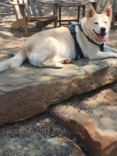 Holly Dog Park - Waco, TX