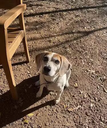 Holly Dog Park - Waco, TX