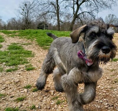 HOT Dog Park - Waco, TX