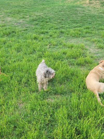HOT Dog Park - Waco, TX