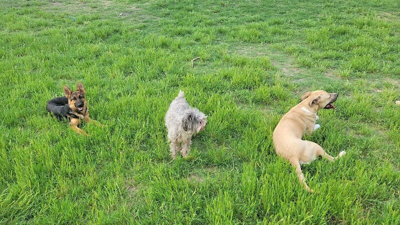 HOT Dog Park - Waco, TX