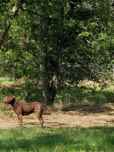 HOT Dog Park - Waco, TX