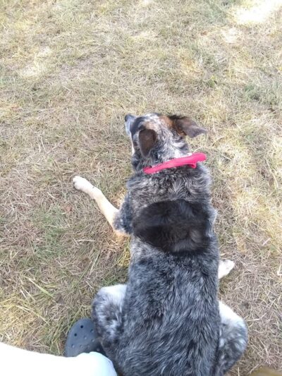 HOT Dog Park - Waco, TX