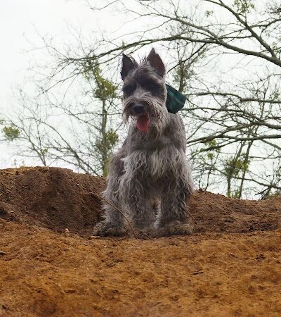 HOT Dog Park - Waco, TX