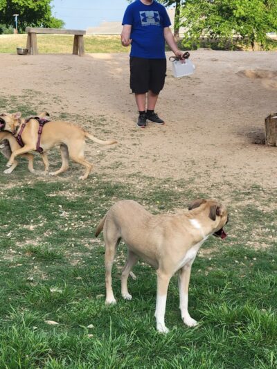 HOT Dog Park - Waco, TX