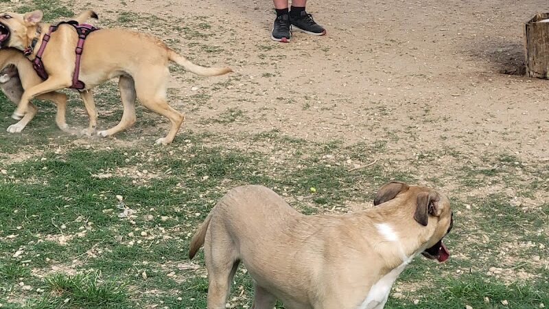 HOT Dog Park - Waco, TX