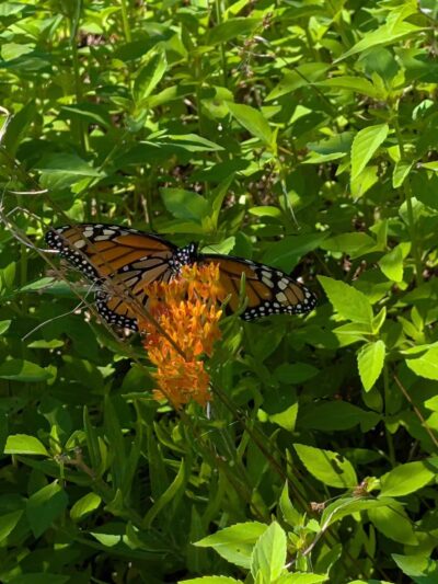 Horseshoe Farm Nature Preserve - Wake Forest, NC