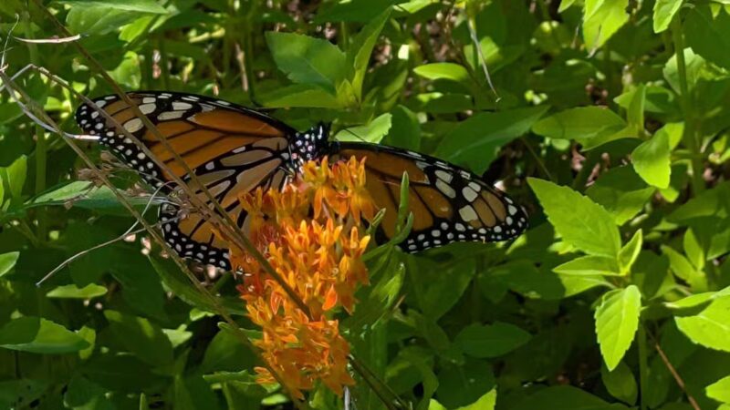 Horseshoe Farm Nature Preserve - Wake Forest, NC