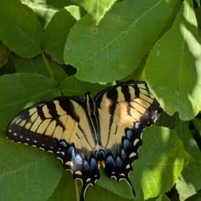 Horseshoe Farm Nature Preserve - Wake Forest, NC