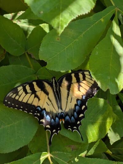 Horseshoe Farm Nature Preserve - Wake Forest, NC