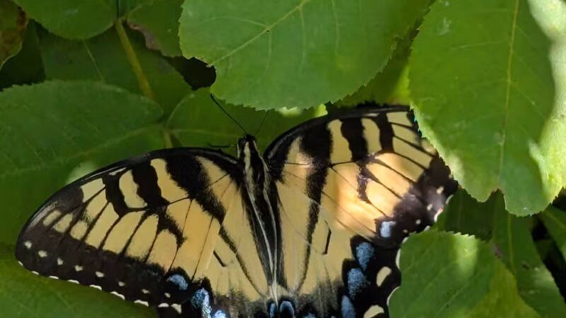 Horseshoe Farm Nature Preserve - Wake Forest, NC
