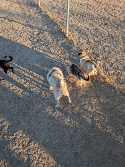 WaKeeney Dog Park - WaKeeney, KS
