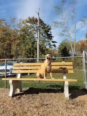 Wall Township Off Leash Dog Park - Wall Township, NJ