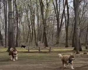 Wallingford Dog Park - Wallingford, CT